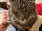 Oven Mitt - Domestic Cat For Adoption - Boloxi&comma; MS&comma; US