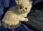 Lilac - Persian Kitten For Sale - Lisbon&comma; OH&comma; US