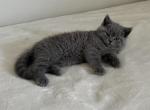 Jude - British Shorthair Kitten For Sale - Phila&comma; PA&comma; US