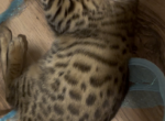 Bengal kittens - Bengal Kitten For Sale - Haverstraw&comma; NY&comma; US