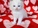 Authentic Ragdolls - Ragdoll Kitten For Sale - Homestead&comma; FL&comma; US