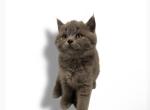 British Lilia - British Shorthair Kitten For Sale - Hoboken&comma; NJ&comma; US