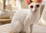 Austin TX Female Cornish Rex Kitten - Cornish Rex Kitten For Sale - Round Rock&comma; TX&comma; US