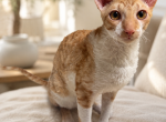 Austin TX Male Cornish Rex Kitten - Cornish Rex Kitten For Sale - Round Rock&comma; TX&comma; US