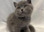 British Teddy - British Shorthair Kitten For Sale - Hoboken&comma; NJ&comma; US