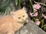 Fluff Ball - Persian Kitten For Sale - Chattanooga&comma; TN&comma; US