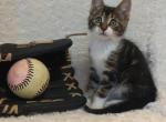 maine coon mix kitten - Maine Coon Kitten For Sale - Avon&comma; PA&comma; US
