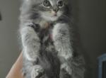 Gemma - Maine Coon Cat For Sale - Dayton&comma; OH&comma; US