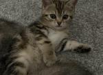Tabby Girl - Scottish Straight Kitten For Sale - Federal Way&comma; WA&comma; US