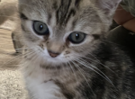 Tabby Girl - Scottish Straight Kitten For Sale - 