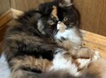 CFA Registered Female Calico Persian - Persian Cat For Sale - Conyers&comma; GA&comma; US
