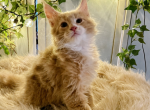Thomas - Maine Coon Kitten For Sale - KS&comma; US