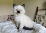 Kettle - Ragdoll Kitten For Sale - North Lima&comma; OH&comma; US