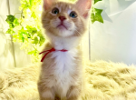 Rocky - Maine Coon Kitten For Sale - KS&comma; US