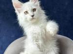 Ray - Maine Coon Kitten For Sale - NY&comma; US