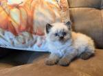 Stella kittens - Himalayan Kitten For Sale - Pittsburgh&comma; PA&comma; US