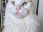 Darinka - Maine Coon Cat For Sale/Retired Breeding - Brooklyn&comma; NY&comma; US