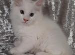 Female White Solid - Maine Coon Kitten For Sale - Hot Springs National&comma; AR&comma; US