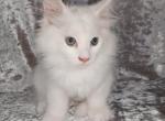 Female White Solid - Maine Coon Kitten For Sale - Hot Springs National&comma; AR&comma; US