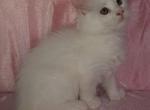 Female Polydactyl White Solid - Maine Coon Kitten For Sale - 
