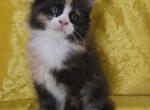 Female Calico with White Tuxedo - Maine Coon Kitten For Sale - 