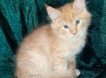 Male Light Orange Tabby - Maine Coon Kitten For Sale - Hot Springs National&comma; AR&comma; US