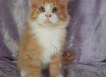 Male Orange Tabby with White Tuxedo - Maine Coon Kitten For Sale - Hot Springs National&comma; AR&comma; US