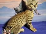 F6 Snow Savannah Roku - Savannah Kitten For Sale - Warren&comma; PA&comma; US