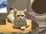Theodore - Scottish Straight Kitten For Sale - PA&comma; US