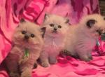 Registered Himalayan Kittens - Himalayan Kitten For Sale - Brandon&comma; FL&comma; US