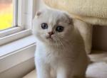 Scottish fold chinchilla Princess - Scottish Fold Kitten For Sale - Newcastle&comma; WA&comma; US