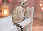 Luna Seal Snow Mink Female Bengal - Bengal Kitten For Sale - Bunnell&comma; FL&comma; US