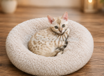 Luna Seal Snow Mink Female Bengal - Bengal Kitten For Sale - Bunnell&comma; FL&comma; US