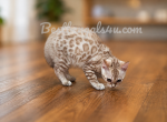 Luna Seal Snow Mink Female Bengal - Bengal Kitten For Sale - Bunnell&comma; FL&comma; US
