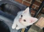 Joy - Turkish Angora Kitten For Sale - Frederick&comma; MD&comma; US