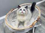 Tom - Ragdoll Kitten For Sale - Queens&comma; NY&comma; US