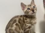 Mink male 2 - Bengal Kitten For Sale - Jersey City&comma; NJ&comma; US