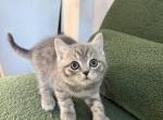 Marcus - Scottish Straight Kitten For Sale - Bonney Lake&comma; WA&comma; US