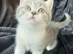 Zara - Scottish Straight Kitten For Sale - Bonney Lake&comma; WA&comma; US
