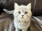 Augustine - Scottish Straight Kitten For Sale - Bonney Lake&comma; WA&comma; US