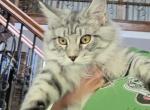Black silver mackerel tabby - Maine Coon Kitten For Sale - Jasper&comma; GA&comma; US