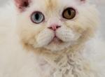 SELKIRK REX - Selkirk Rex Cat For Adoption - Cape Coral&comma; FL&comma; US
