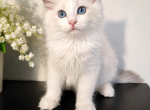 Brown - Ragdoll Kitten For Sale - Encino&comma; CA&comma; US