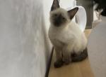 Bella - Siamese Kitten For Sale - Lehigh&comma; FL&comma; US