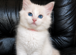 Pinky - Ragdoll Kitten For Sale - Encino&comma; CA&comma; US