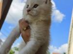 Universe - Maine Coon Kitten For Sale - Zanesville&comma; OH&comma; US