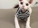 Mei Mei - Devon Rex Kitten For Sale - CA&comma; US