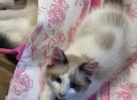 Miss Princess - Ragdoll Kitten For Sale - 