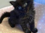 Persian mix - Persian Kitten For Sale - 