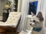 Mr Squiggle - Ragdoll Kitten For Sale - Beverly&comma; MA&comma; US